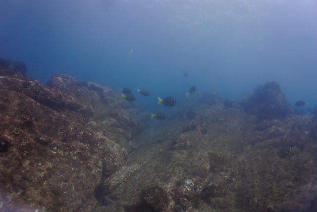 Diving in Mexico, San José del Cabo - By Francisco Con