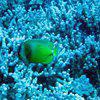Picture taken during the dive