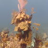 Picture taken during the dive