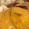 Picture taken during the dive
