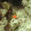 Picture taken during the dive