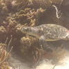 Picture taken during the dive