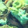Picture taken during the dive