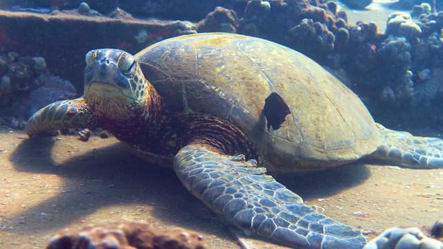 Maui Diving Scuba Center - Dive Center in United States
