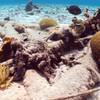 Picture taken during the dive