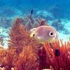 Picture taken during the dive