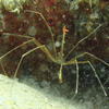 Picture taken during the dive