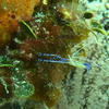 Picture taken during the dive