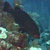 Picture taken during the dive