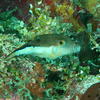 Picture taken during the dive