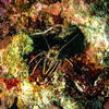 Picture taken during the dive