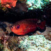 Picture taken during the dive