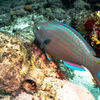 Picture taken during the dive