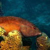 Picture taken during the dive