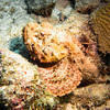 Picture taken during the dive