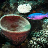 Picture taken during the dive