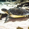 Picture taken during the dive