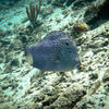 Picture taken during the dive