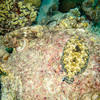 Picture taken during the dive