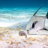 Picture taken during the dive
