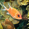 Picture taken during the dive