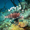 Picture taken during the dive