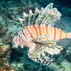Picture taken during the dive