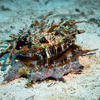 Picture taken during the dive