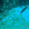 Picture taken during the dive
