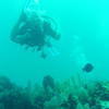 Picture taken during the dive