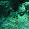 Picture taken during the dive