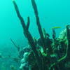 Picture taken during the dive