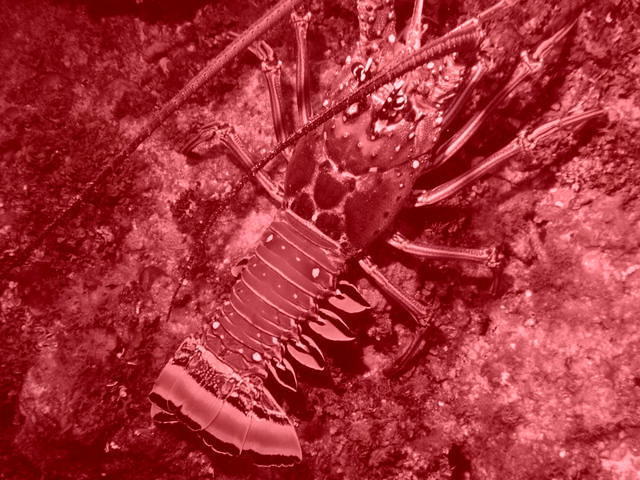 Ocean Frontiers, Ltd. - Dive Center in Cayman Islands