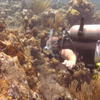 Picture taken during the dive
