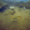 Picture taken during the dive