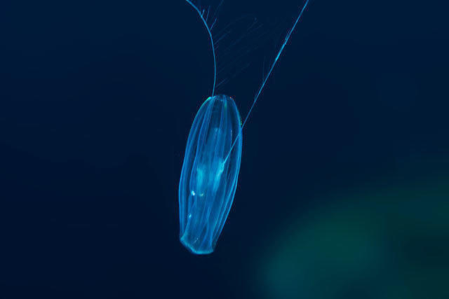 Diving in Greece, Μακρόνησος - By Alexandros Kaperonis