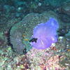 Picture taken during the dive
