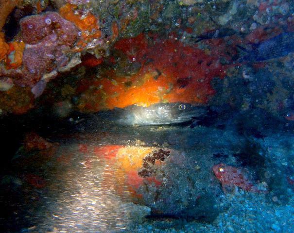 Pula Diving Center - Dive Center in Italy