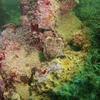 Picture taken during the dive