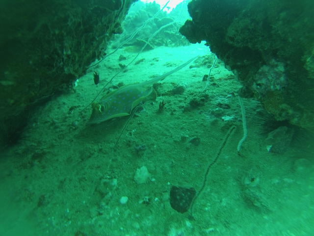 IHASIA DIVING KOH TAO - Dive Center in Tailandia
