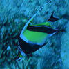 Picture taken during the dive