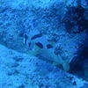 Picture taken during the dive
