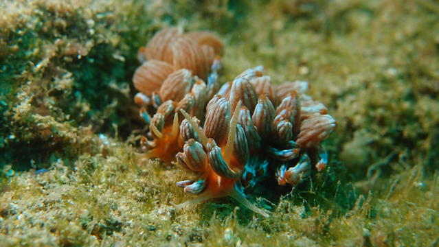 CT Diver - Dive Center in Taiwan