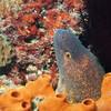 Picture taken during the dive