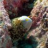 Picture taken during the dive
