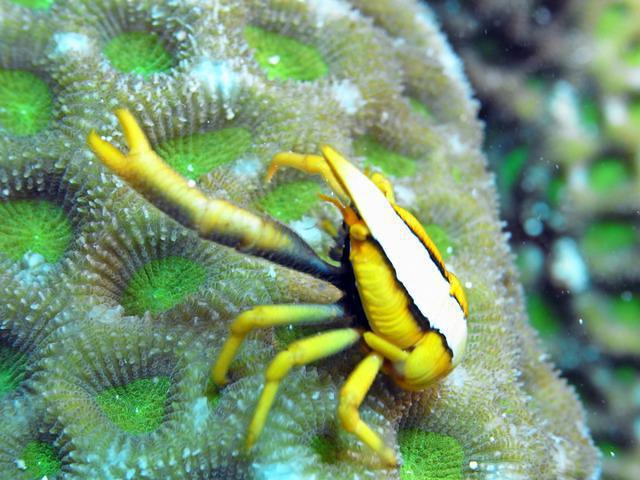 Sea Explorers Cabilao - Dive Center