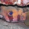 Picture taken during the dive