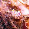 Picture taken during the dive
