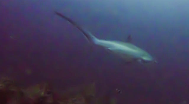 Evolution - Dive Center in Philippines