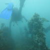 Picture taken during the dive